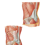Posterolateral Abdominal Wall