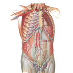Arteries of Anterior Abdominal Wall