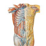 Veins of Anterior Abdominal Wall