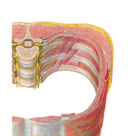Thoracoabdominal Nerves