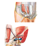 Inguinal Region: Dissections