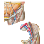 Femoral Sheath and Inguinal Canal