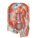 Arteries of Posterior Abdominal Wall