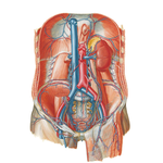 Veins of Posterior Abdominal Wall
