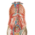 Lymph Vessels and Nodes of Posterior Abdominal Wall