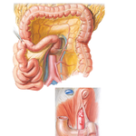 Mesenteric Relations of Intestines