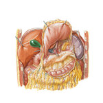 Omental Bursa: Stomach Reflected