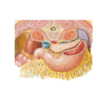 Omental Bursa: Cross Section