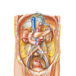 Peritoneum of Posterior Abdominal Wall