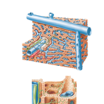 Liver Structure: Schema