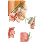 Gallbladder, Extrahepatic Bile Ducts, and Pancreatic Duct
