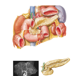 Pancreas in Situ