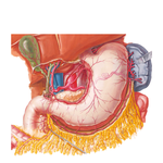Arteries of Stomach, Liver, and Spleen