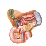 Arteries of Liver, Pancreas, Duodenum, and Spleen