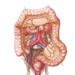 Arteries of Large Intestine
