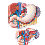 Veins of Stomach, Duodenum, Pancreas, and Spleen