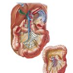 Veins of Small Intestine