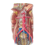 Autonomic Nerves and Ganglia