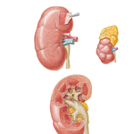 Gross Structure of Kidney