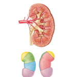 Intrarenal Arteries and Renal Segments