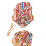 Ureters in Abdomen and Pelvis