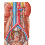 Arteries of Ureters and Urinary Bladder
