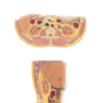 Renal Fasciae