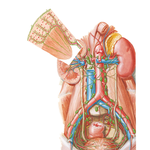 Lymph Vessels and Nodes of Kidneys and Urinary Bladder