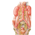 Autonomic Nerves of Kidneys, Ureters, and Urinary Bladder