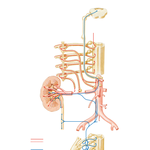 Autonomic Innervation of Kidneys and Upper Ureters: Schema