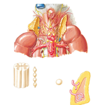 Autonomic Nerves of Suprarenal Glands: Dissection and Schema