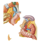 Arteries and Veins of Suprarenal Glands in Situ
