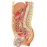 Abdominal Wall and Viscera: Paramedian (Parasagittal) Section