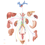 Abdominal and Pelvic Lymphatics: Schema