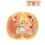 Cross Section at T12-L1, Intervertebral Disc