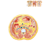 Cross Section at L1-2, Intervertebral Disc