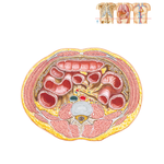 Cross Section at L3-4