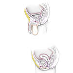 Fasciae of Male and Female Pelvis and Perineum 