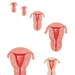 Uterine Development