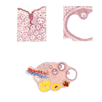 Ovary, Ova, and Follicles  