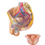 Arteries and Veins of Pelvis: Male