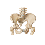 Bony Framework of Pelvis