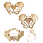 Sex Differences of Pelvis: Measurements