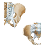 Bones and Ligaments of Pelvis