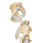 Bones and Ligaments of Pelvis (continued)