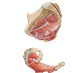 Pelvic Diaphragm: Female