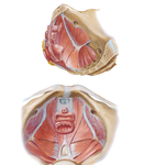 Pelvic Diaphragm: Female (continued)