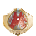 Pelvic Diaphragm: Male