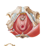 Pelvic Diaphragm: Male (continued)