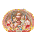 Pelvic Contents: Female